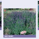 히솝 hyssop