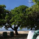 보헤미안 블루 이미지