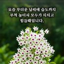 보람의집 Daum카페