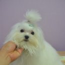 정다운애견미용 이미지