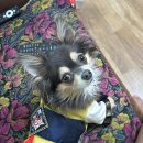 멍멍한끼 이미지