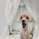 화려하개 이미지