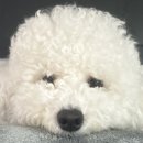 아라종합동물병원 이미지