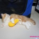 스파리버 캐터리 이미지