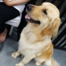 골든셀프워시 이미지