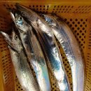 8월6일(수) 입항 여수 뉴패밀리호 갈치 조황. 이미지