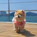 서울펫츠베이 이미지