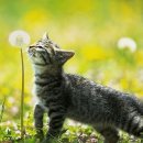 낭만고양이 이미지