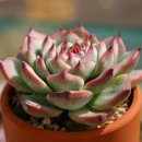 이쁜손톱 이미지