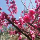 청매실농원 이미지