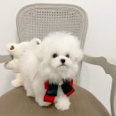 수아펫 이미지