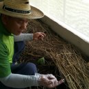 영천곤충