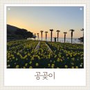 공곶이 | 거제 공곶이 수선화 오전 일찍 다녀온 후기