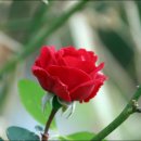 정남진테마숲 이미지