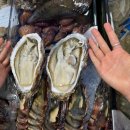 루디아바다 | [노량진 수산시장] 금성수산 참치 &amp; 루디아 해산물 조합으로 수산회관 뿌시고 온 후기!