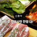 금빛한돈 이미지