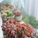 파피스