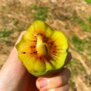 미라벨 제주 이미지