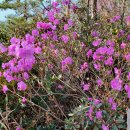 꽃섬투어 이미지