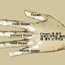 다섯손가락 이미지