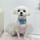 메리몰펫샵(사직점) 이미지