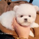 탑켄넬 이미지