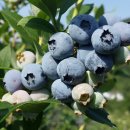 블루힐농장 이미지