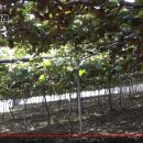 호암농장2 이미지