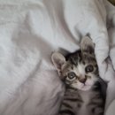 똥꼬발랄 이미지