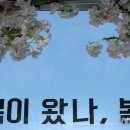 봄이 왔나 봄 이미지