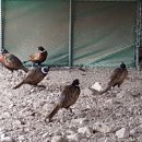 예민꿩농장 이미지