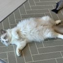 수원 영통구 귀여운 고양이 보러 오세요! 아가마미 고양이 카페