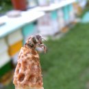 종봉농장 이미지