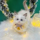 오독안심분양센터 강아지분양 고양이분양 시흥점 | 전견종을 다루는 오독안심분양센터 강아지분양 고양이분양 시흥점