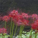 선운사꽃무릇 이미지