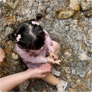 장보는 강아지와 고양이 춘천 효자점 | 춘천 계곡 카페, 아기와 가볼만한곳 예쁜 정원이 있는 오월정원(+애견동반 가능)