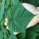 야초목장 이미지