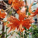 동작충효길 6코스 동작마루길 이미지