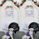 디어마이독 이미지