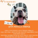 소망동물병원 | [조이동물의료센터] 13살 강아지 허리디스크 한방치료 케이스-안산동물병원 한방치료센터