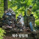 돌담야생화 | 제주 식물원 어디로 갈까, 방림원 관람 동선과 아쉬웠던 점
