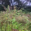 노동리 | 🌿단양 노동리 벌초대행 후기- 10년 넘는 경력으로 정성스럽게 관리했습니다