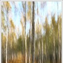 원대리 자작나무숲 이미지