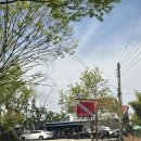 새론 | 군산 프리다이빙 추천 | 전북 잠수 전문학교 풀장 후기 + 디플리 새론 오로라 롱 핀 리뷰