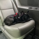 펫택시펫카 이미지