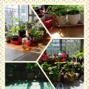 삼아어산 Daum카페