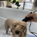 왈로하그루밍 이미지