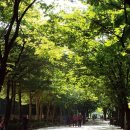 산본 문화의 거리 이미지