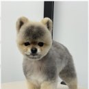 오쿠숑 이미지