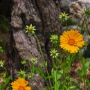 꽃들처럼 이미지